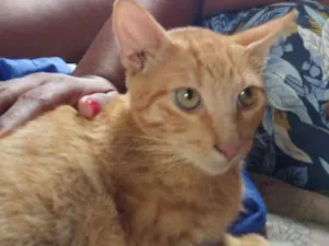 Gato raça Vira lata idade 7 a 11 meses nome Tom tom