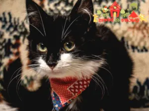 Gato raça SRD idade 2 a 6 meses nome FORMIGA