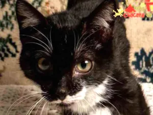 Gato raça SRD idade 2 a 6 meses nome CRIS