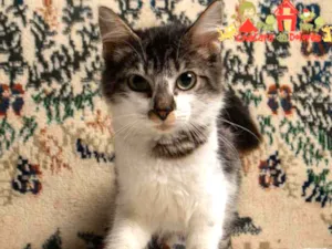 Gato raça SRD idade 2 a 6 meses nome MARTA