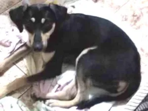 Cachorro raça  idade  nome Não tem nome