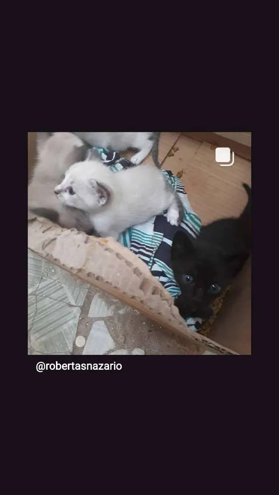 Gato raça Mestiço  idade Abaixo de 2 meses nome Sou bebê 