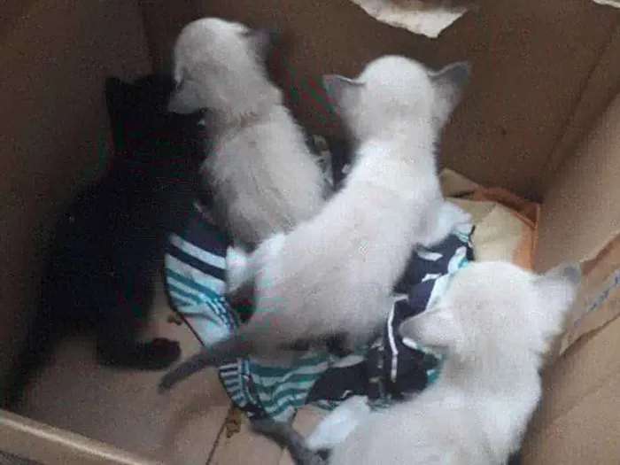 Gato raça Mestiço  idade Abaixo de 2 meses nome Sou bebê 