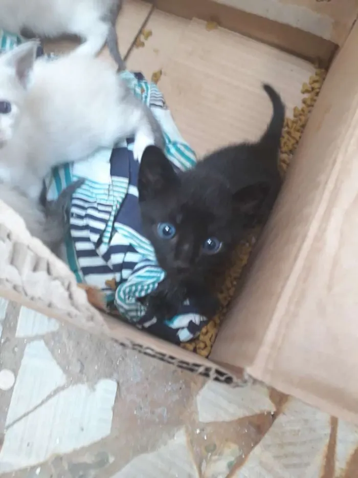 Gato raça Mestiço  idade Abaixo de 2 meses nome Sou bebê 