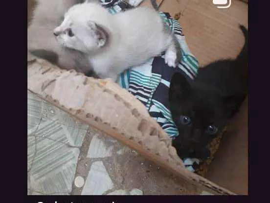 Gato raça Mestiço  idade Abaixo de 2 meses nome Sou bebê 