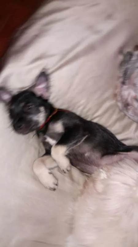 Cachorro ra a SRD idade 2 a 6 meses nome BEBE