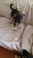 BEBE