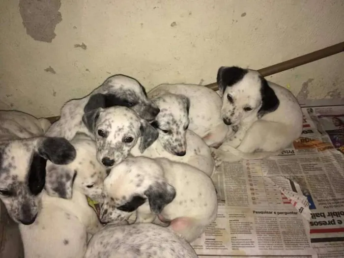 Cachorro ra a Filhotes de labrador e dálmata idade Abaixo de 2 meses nome Filhotes de dálmata