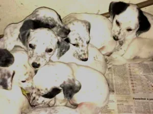 Cachorro raça Filhotes de labrador e dálmata idade Abaixo de 2 meses nome Filhotes de dálmata