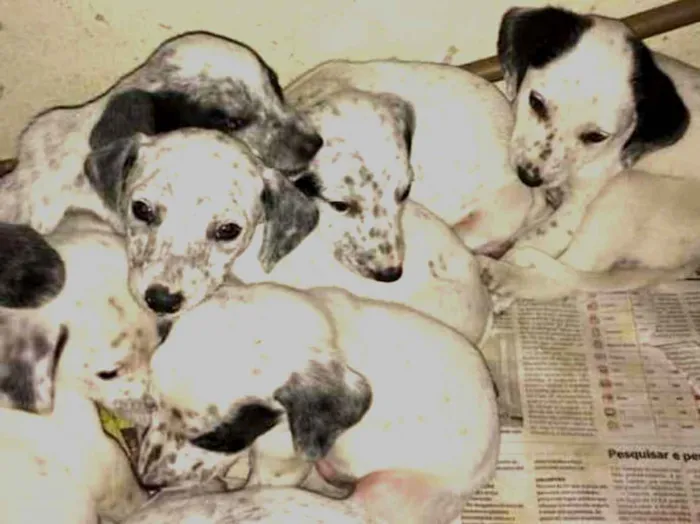 Cachorro ra a Filhotes de labrador e dálmata idade Abaixo de 2 meses nome Filhotes de dálmata