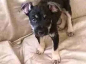 Cachorro raça SRD idade 2 a 6 meses nome BEBE
