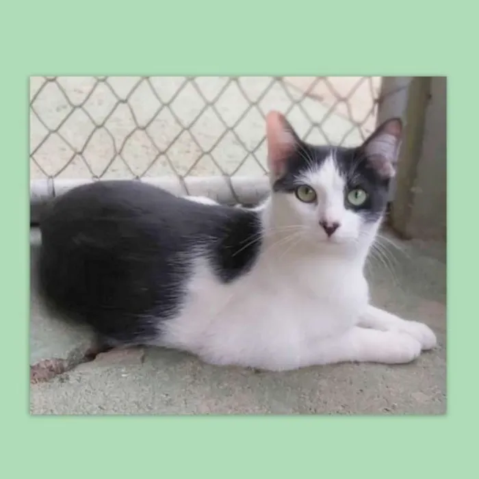 Gato ra a srd idade 1 ano nome Frajola