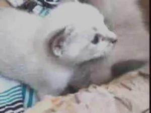 Gato raça Mestiço  idade Abaixo de 2 meses nome Sou bebê 