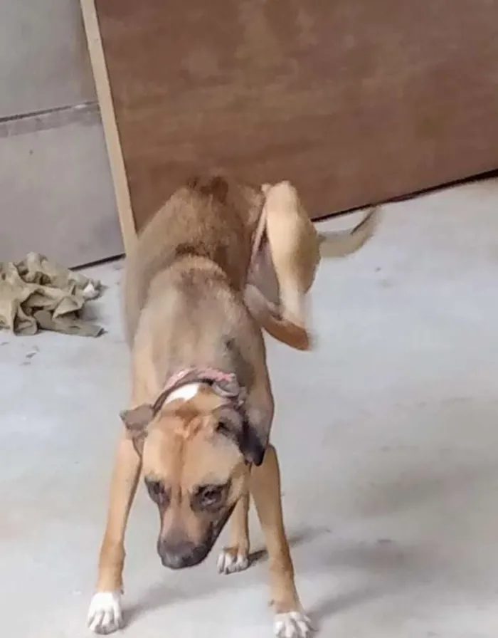 Cachorro raça Pitbull mestiça idade 3 anos nome Musa 