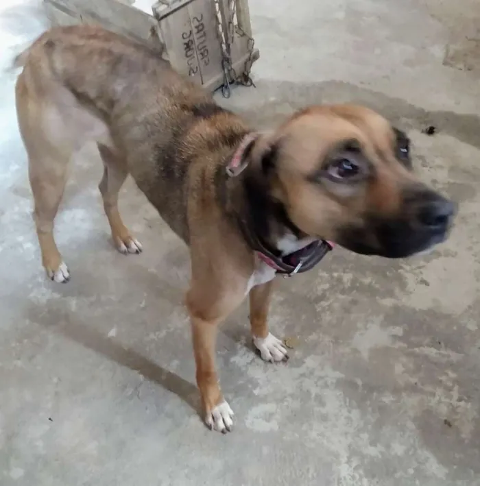 Cachorro raça Pitbull mestiça idade 3 anos nome Musa 