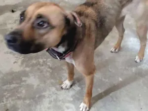 Cachorro raça Pitbull mestiça idade 3 anos nome Musa 