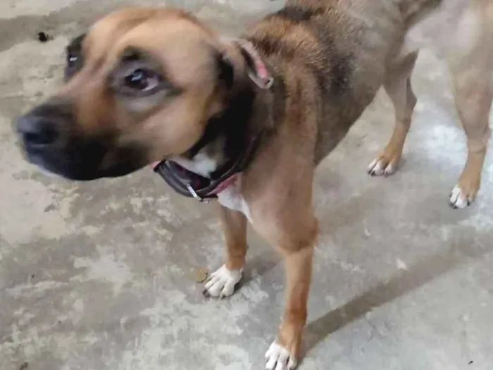 Cachorro raça Pitbull mestiça idade 3 anos nome Musa 