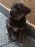 Cachorro raça SRD idade Abaixo de 2 meses nome sem nome