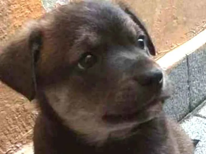 Cachorro raça SRD idade Abaixo de 2 meses nome sem nome