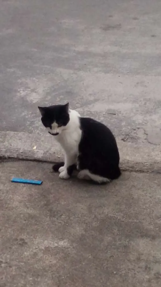 Gato ra a Não indentificado  idade 4 anos nome Espertinho