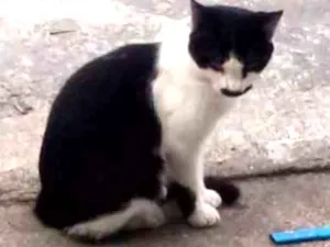 Gato raça Não indentificado  idade 4 anos nome Espertinho