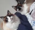 Panda e Otavio