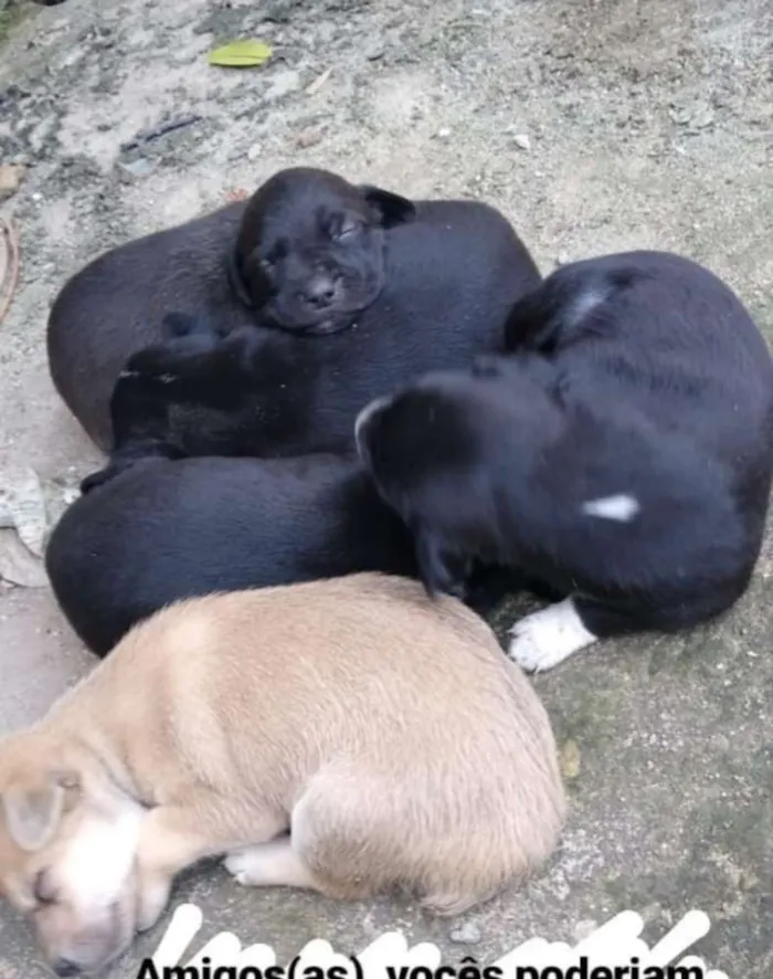 Cachorro ra a  idade Abaixo de 2 meses nome Sem nome 