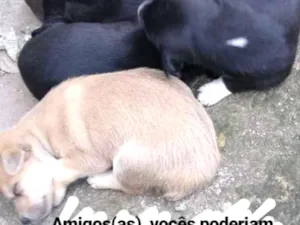 Cachorro raça  idade Abaixo de 2 meses nome Sem nome 