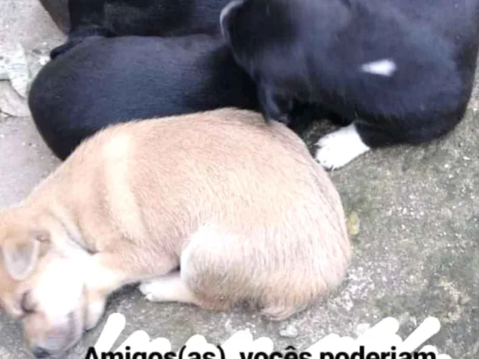 Cachorro ra a  idade Abaixo de 2 meses nome Sem nome 