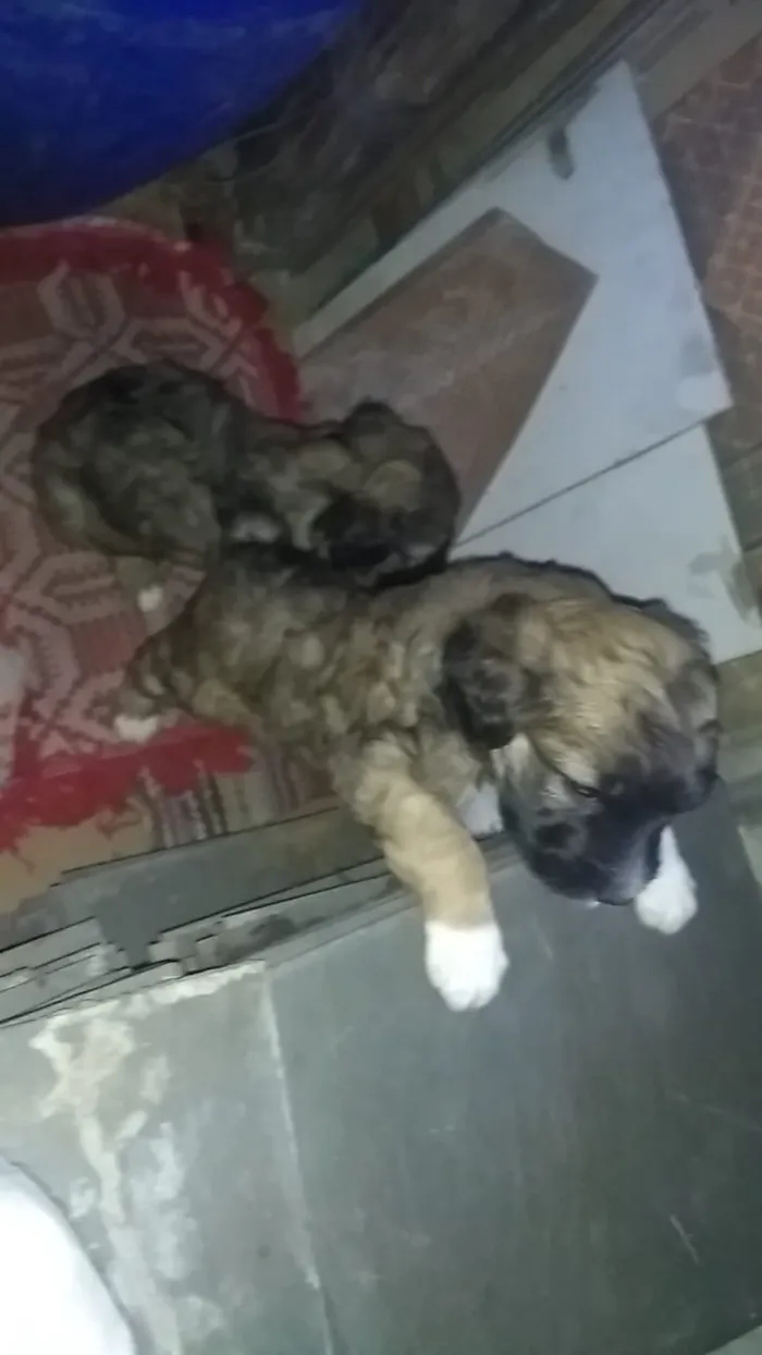 Cachorro ra a Vira-lata idade Abaixo de 2 meses nome Não tem nome ainda