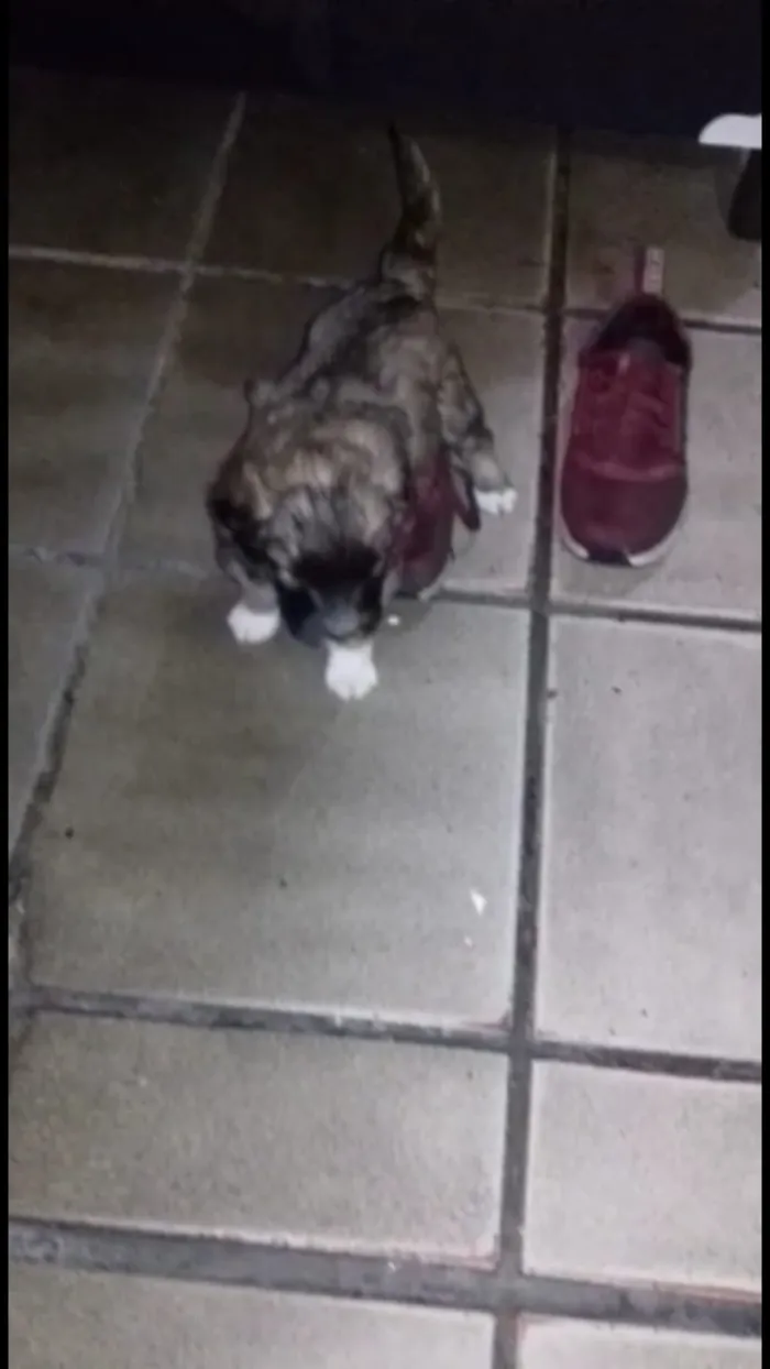 Cachorro ra a Vira-lata idade Abaixo de 2 meses nome Não tem nome ainda