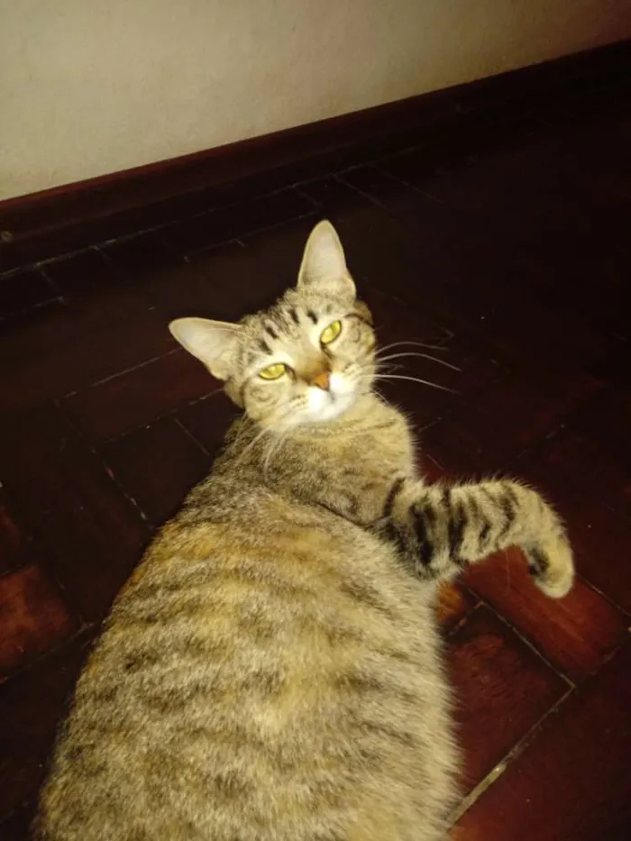 Gato ra a  idade 7 a 11 meses nome SEM NOME