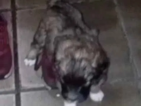 Cachorro ra a Vira-lata idade Abaixo de 2 meses nome Não tem nome ainda