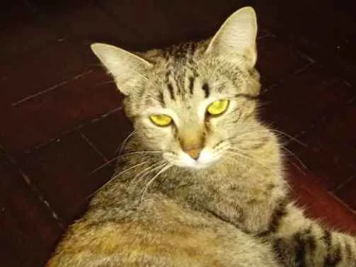 Gato ra a  idade 7 a 11 meses nome SEM NOME