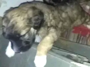 Cachorro raça Vira-lata idade Abaixo de 2 meses nome Não tem nome ainda