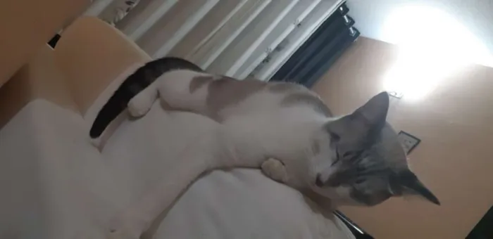 Gato ra a Sem raça  idade 7 a 11 meses nome Nick