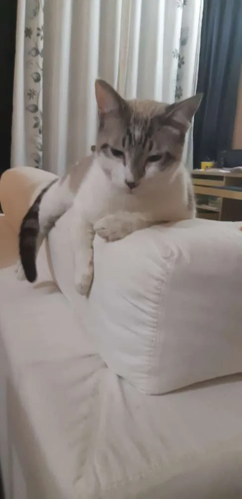 Gato ra a Sem raça  idade 7 a 11 meses nome Nick