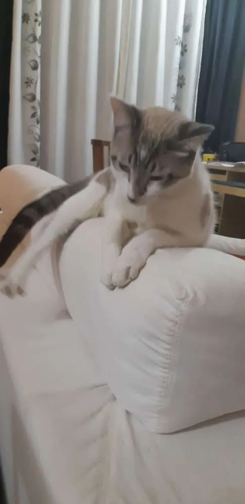 Gato ra a Sem raça  idade 7 a 11 meses nome Nick