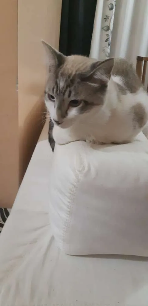 Gato ra a Sem raça  idade 7 a 11 meses nome Nick