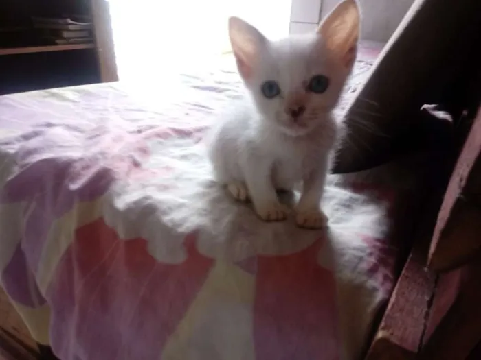 Gato raça Srd idade Abaixo de 2 meses nome Branquelo