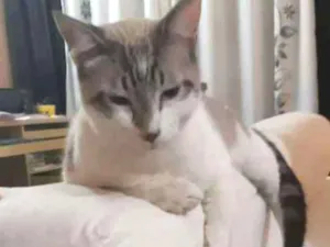 Gato raça Sem raça  idade 7 a 11 meses nome Nick