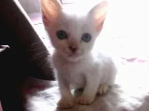 Gato raça Srd idade Abaixo de 2 meses nome Branquelo