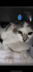 Bebe 
