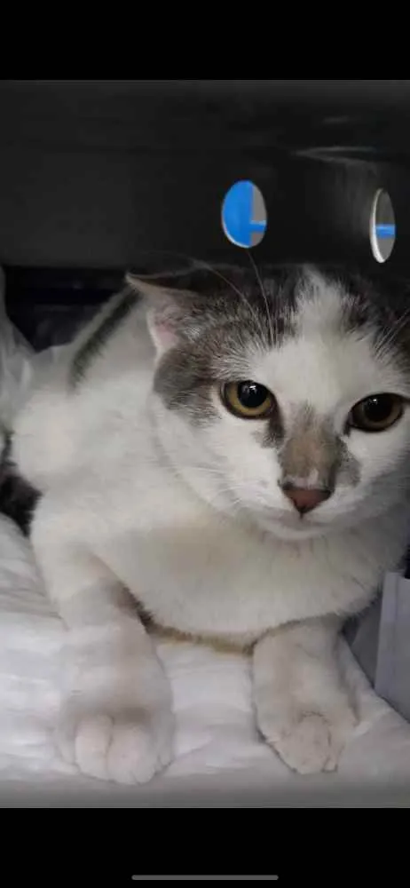 Gato ra a  idade 2 a 6 meses nome Bebe 
