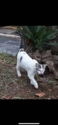 Bebe 