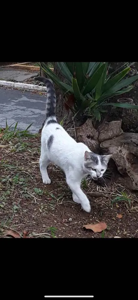 Gato ra a  idade 2 a 6 meses nome Bebe 