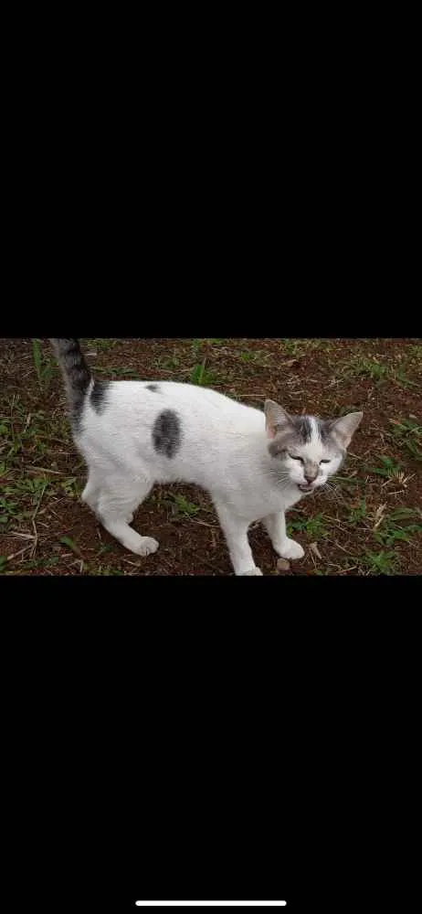 Gato ra a  idade 2 a 6 meses nome Bebe 
