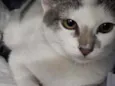 Bebe 
