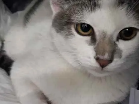Gato ra a  idade 2 a 6 meses nome Bebe 