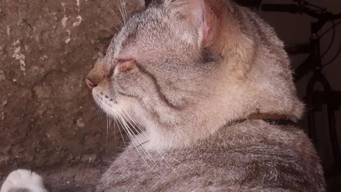 Gato ra a Balines  idade 1 ano nome Joaquim 